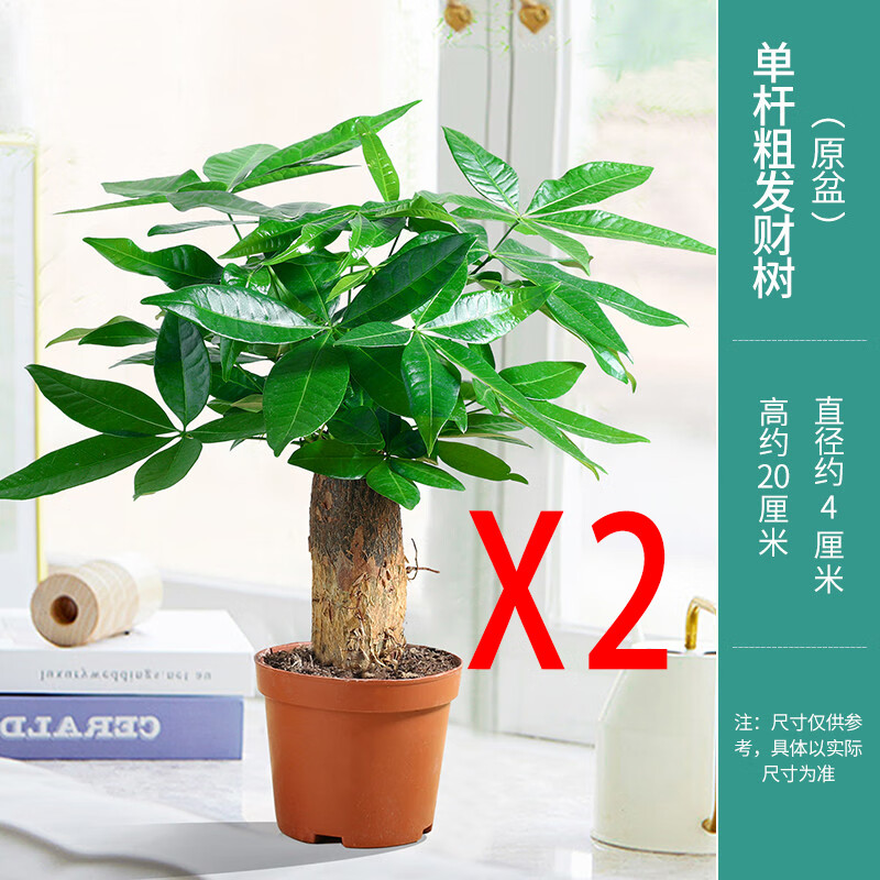杆发财树中式陶瓷盆懒人绿植桌面小盆栽吸水盆好养易活绿植花卉 两盆