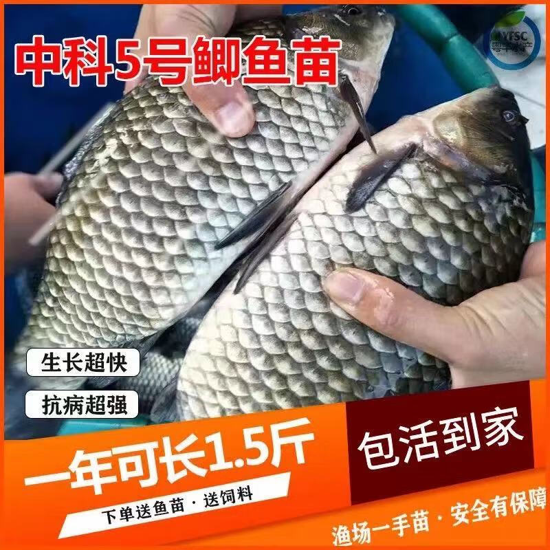 土鲫鲫鱼苗工程鲫湘云鲫大板大品种中科五号淡冷水养殖活体草鱼苗