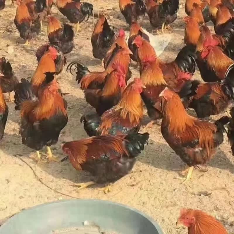 鹿凌青正宗阉鸡幼苗清远鸡幼苗本地扇鸡麻鸡栗米鸡走地鸡农家散养鸡 20只阉鸡怎么样,好用不?
