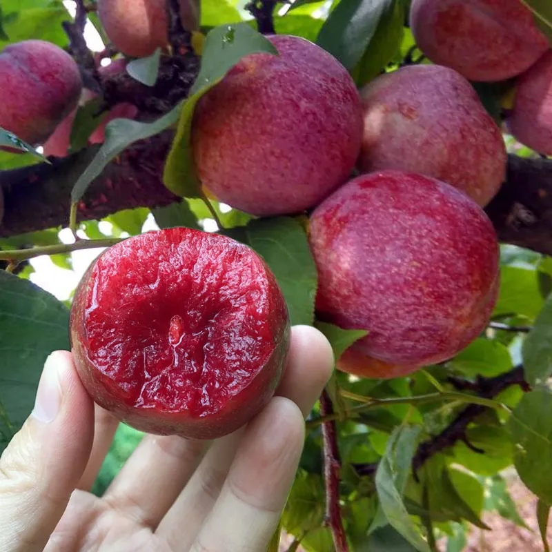 三华李子水果 生鲜 钱排脆李子新鲜桃李杏 3斤 优选中果