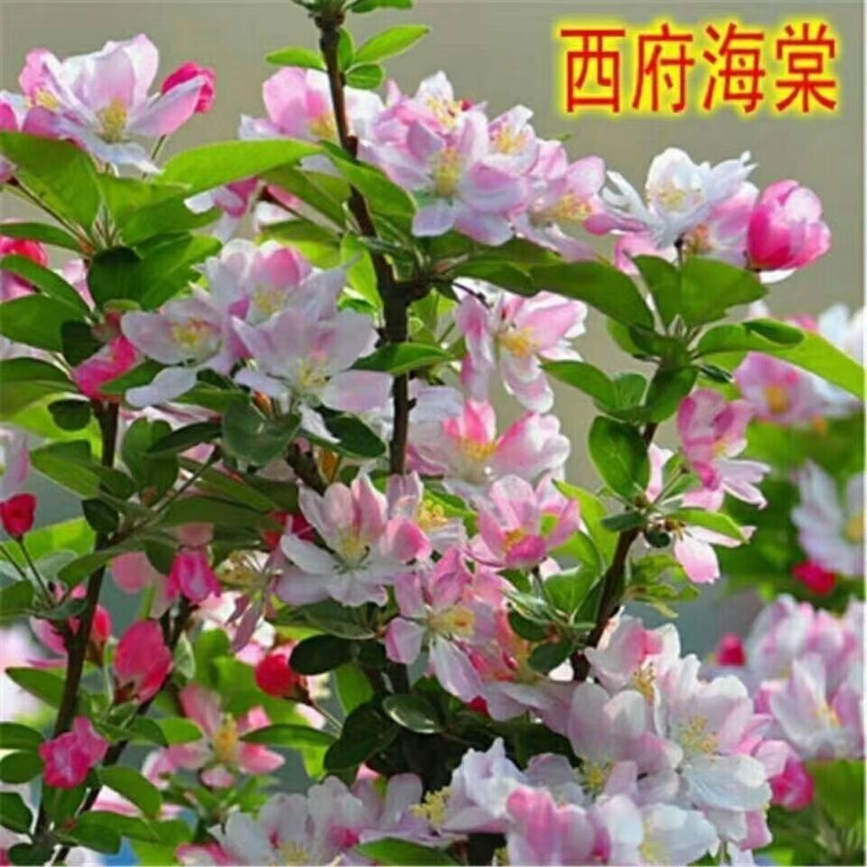 3公分粗[西府海棠]精品树形 不含盆