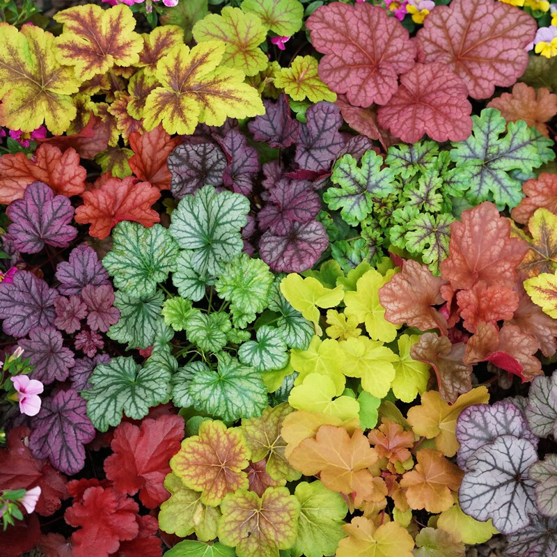 矾根3棵混色(苗品种备注) 3肥料 含盆