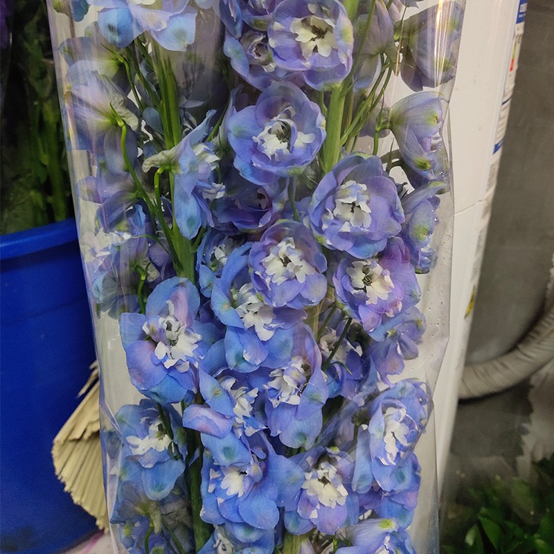 昆明大飞燕鲜花家用办公瓶插鲜切花婚礼花艺商务水养鲜花节日礼物