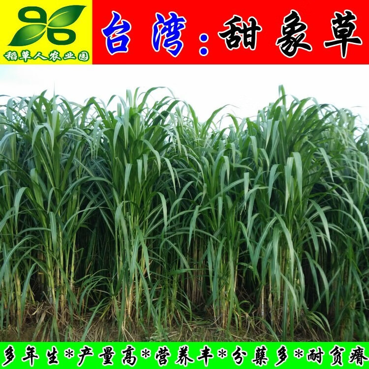 古楚雄风台湾甜象草种子养殖牧草种子畜牧多年生牧草牛羊饲料喂牛饲料