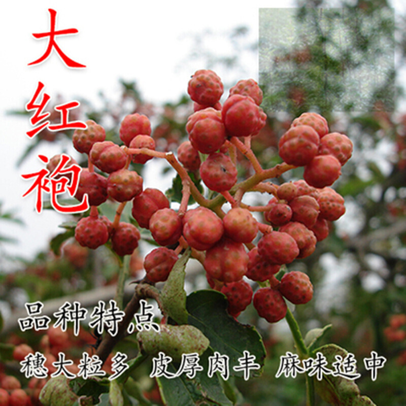 花椒树 相关京东优惠商品销量降序 价格图片品牌优惠券 虎窝购