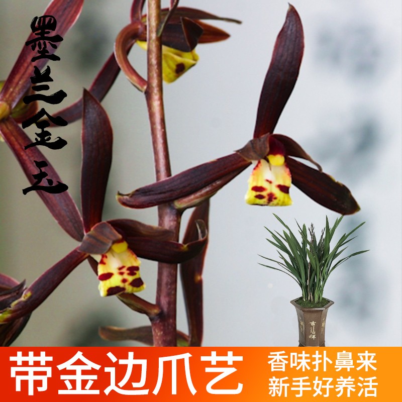 苗 花艺青山夏带香水花苞出售有香味的兰花卉绿植盆栽 墨兰金玉3苗,配