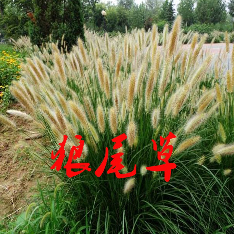 水生新品水草种子水生植物种子黄菖蒲黄花鸢尾种子苗芦苇 狼尾草50棵