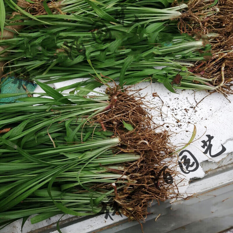 乔迁花卉吉祥草室内窗台阳台办公桌盆栽土栽水培常春植物 吉祥草50株