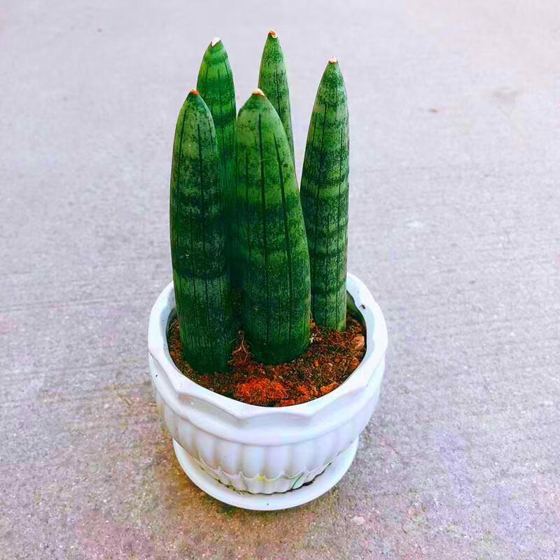 刘不丁擎天柱虎皮兰水培植物室内盆栽绿植花卉客厅办公除甲醛花四季好