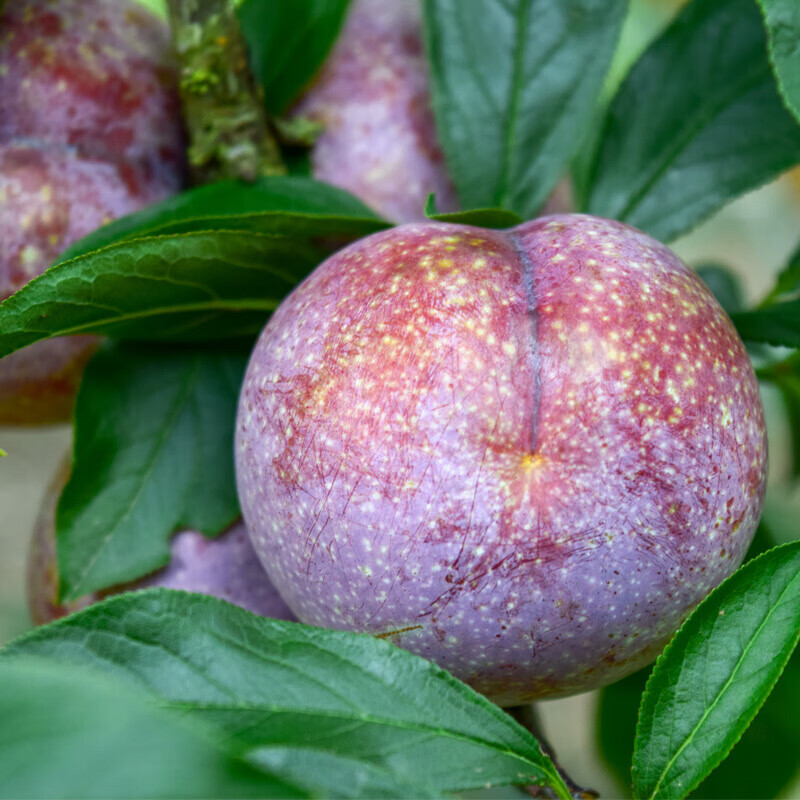 桃李村三华李新鲜当季水果双华李水果山华李血丝李子现摘现 2斤