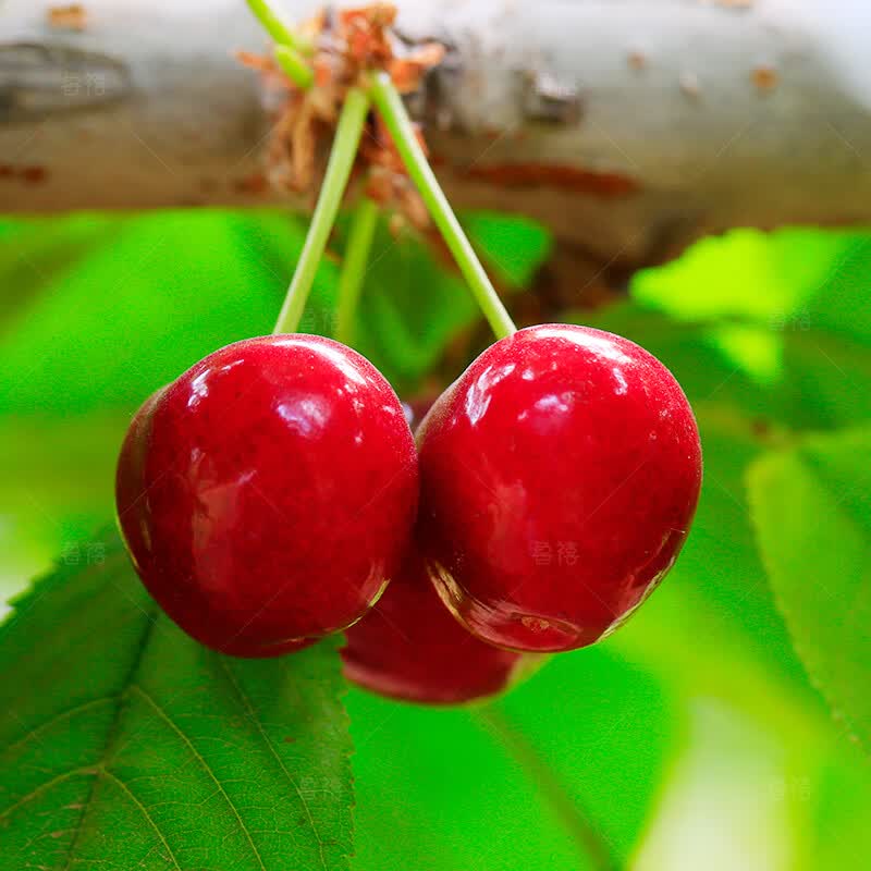 鲁禧山东樱桃 国产大樱桃车厘子【多地次日达】新鲜多汁水果送礼礼盒 4斤(净重) 单果 20-26mm 净重4斤【带箱5斤】