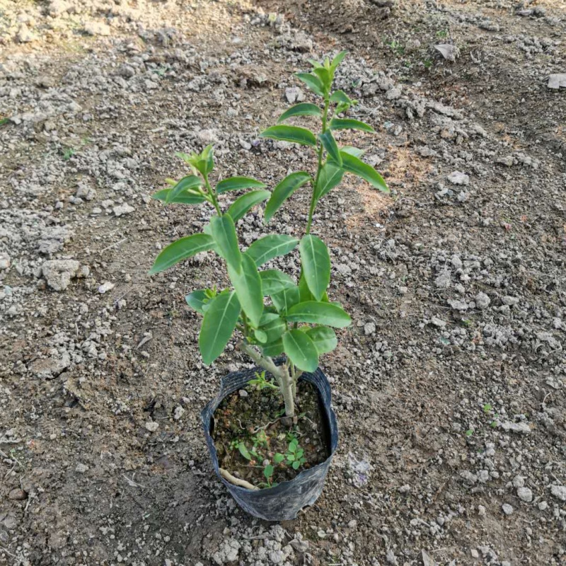 夜来香花苗盆栽夜来香树苗花卉植物室内驱蚊花苗阳台种植浓香绿植 2年