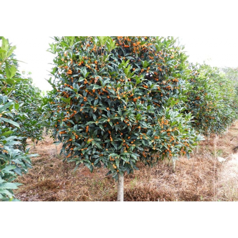 mojy桂花树丹桂品种大状元红桂花树金桂大盆景当年开花桂花盆景 金桂2