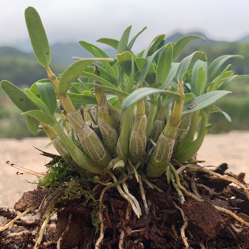 汪特 正宗霍山石斛苗米斛盆景矮壮品种超铁皮石斛盆栽鲜条枫斗 霍山米