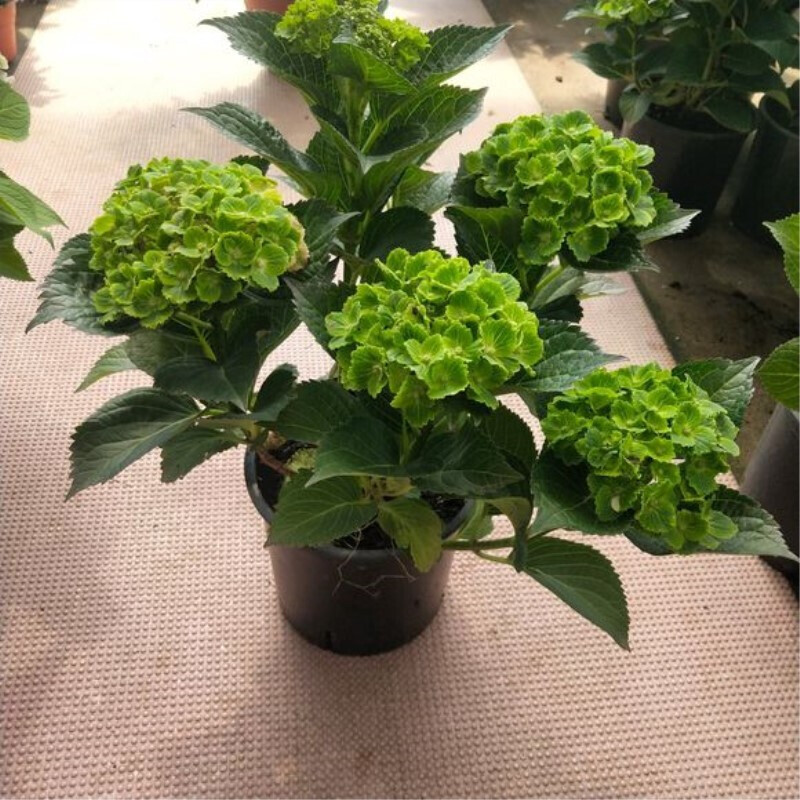 耐寒无尽夏八仙花绣球花苗盆栽花卉观花植物室内花卉四季开花 绿宝石