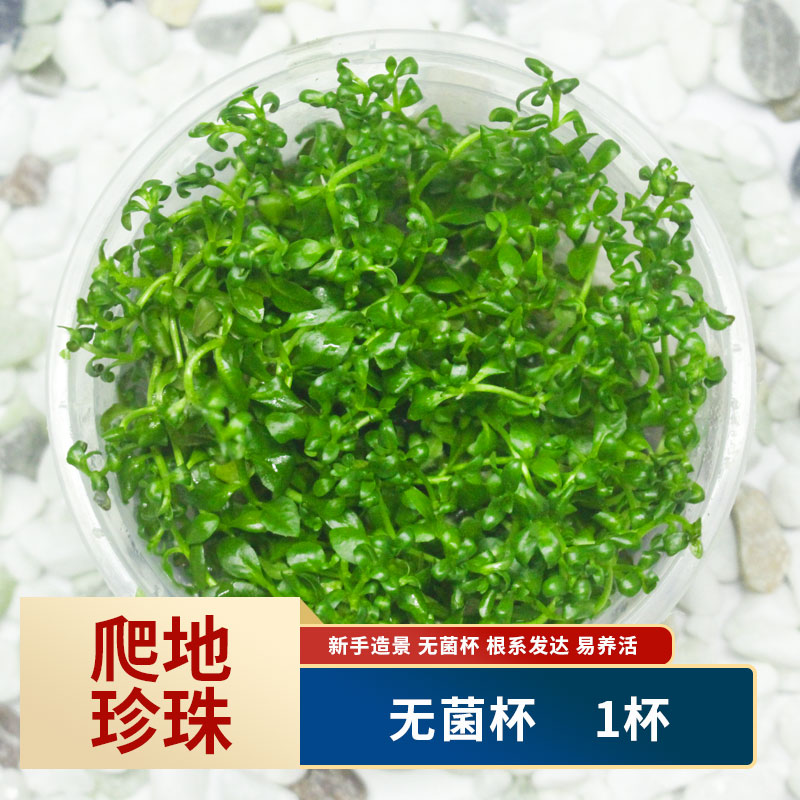 怎么看水草用品商品的历史价格|水草用品价格历史