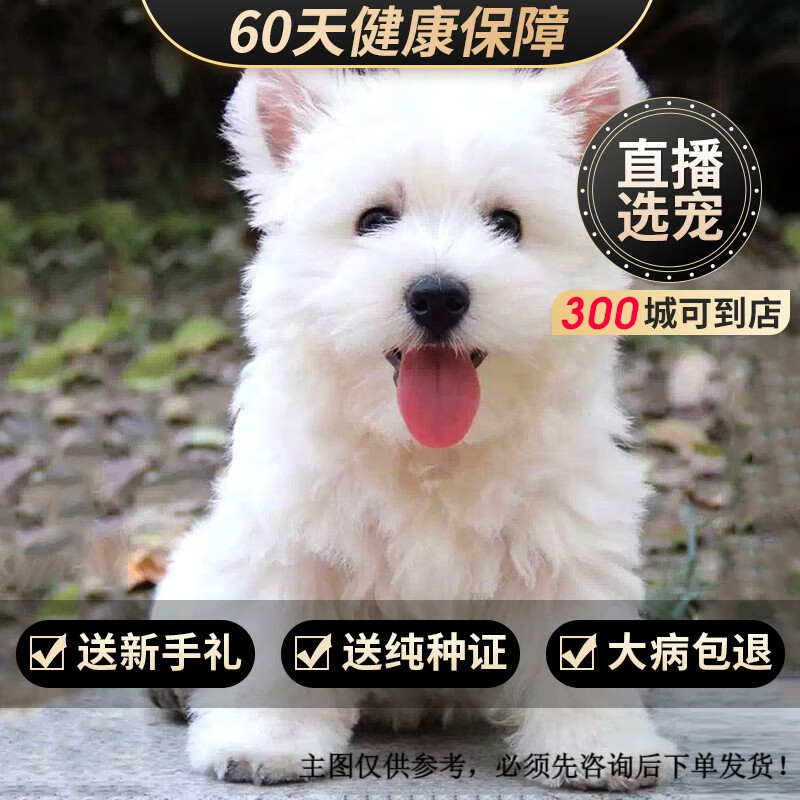 玄宠纯种宠物狗狗西高地白梗西高地犬活体幼犬幼崽 宠物级 公