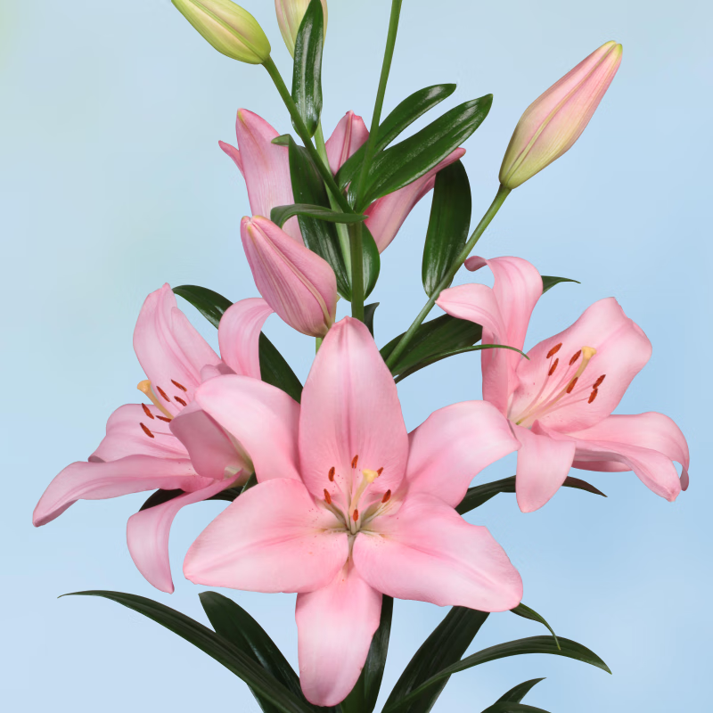 ��һ�԰���LA�ٺ�������ڻ����Ӷ�ͷͥԺ�ٺ�������ϵ���ͺ����ô��� ����ŵ 3�� �ܳ�14-16CM18.6Ԫ��2��(��9.3Ԫ/��)