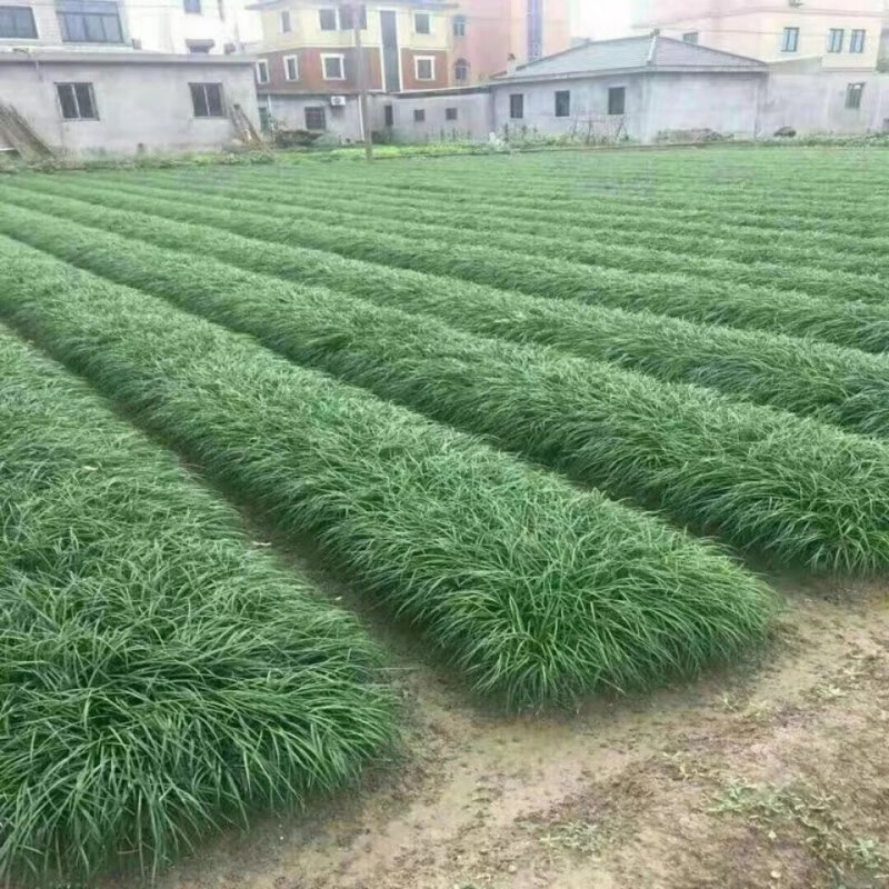 走进麦冬草的世界：中医与现代科学的交融