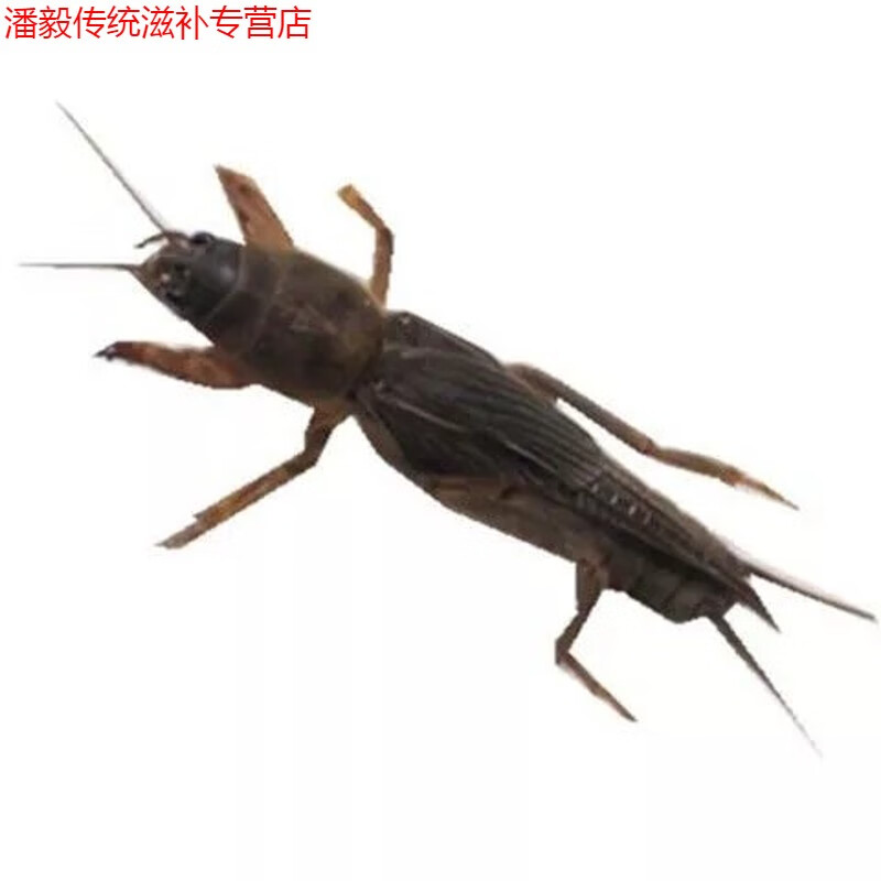北京同仁堂原料蝼蛄新鲜蝼蛄土狗蝲蝲蛄拉拉蛄狗子食用昆虫美食生鲜