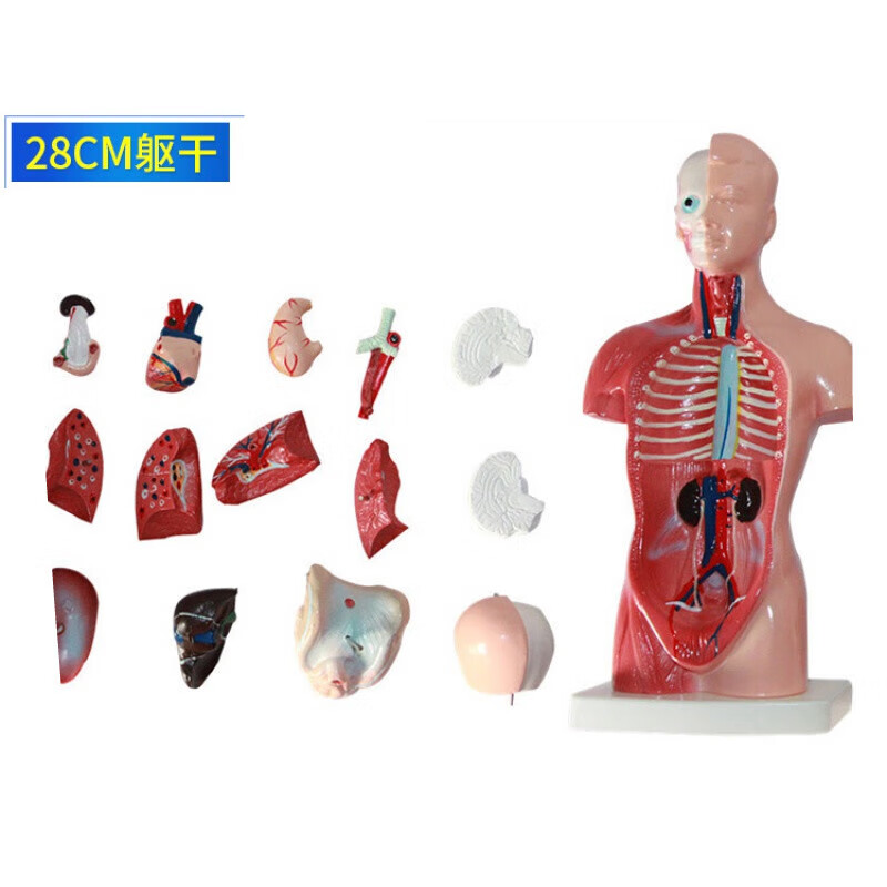 可拆卸医学教学人体器官模型躯干结构图解剖 26cm男性躯干可拆13件