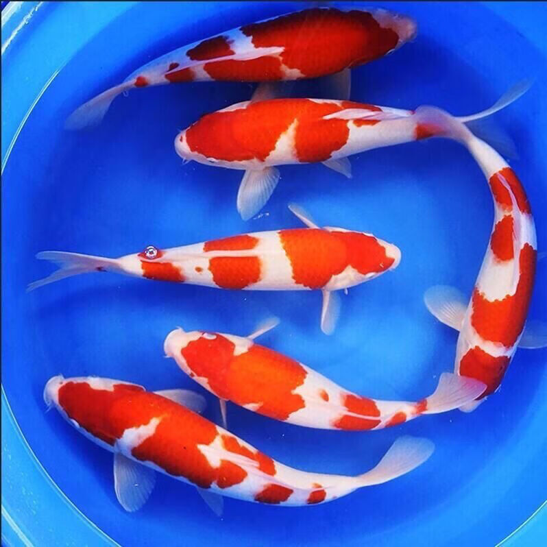 中国红冷水淡水观赏鱼锦鲤鱼活鱼金鱼小型好养红鲤鱼纯种小锦鲤 10-12cm长黑白黄红各一条