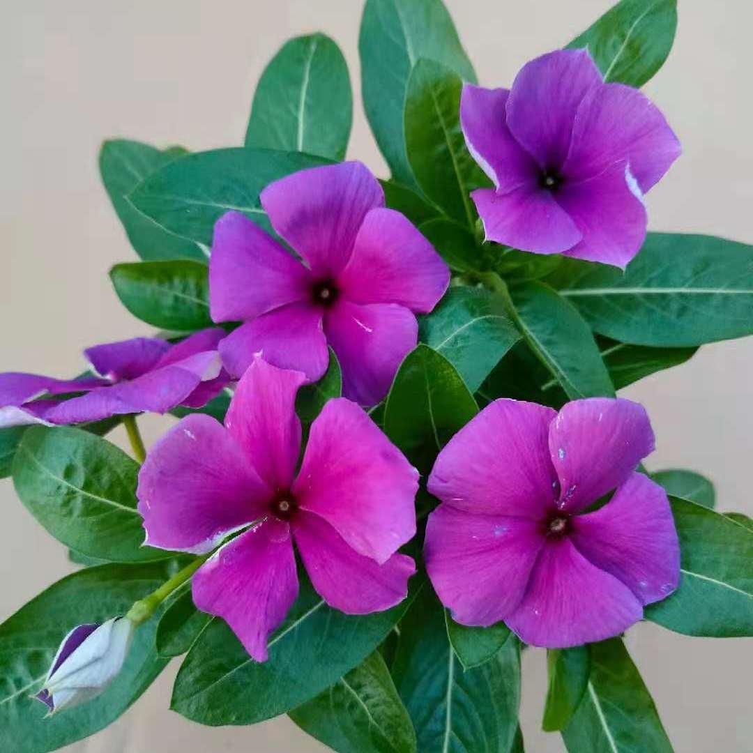 迈乐佳长春花五瓣梅盆栽刺青种垂吊天天开阳台庭院带花发货四季开花