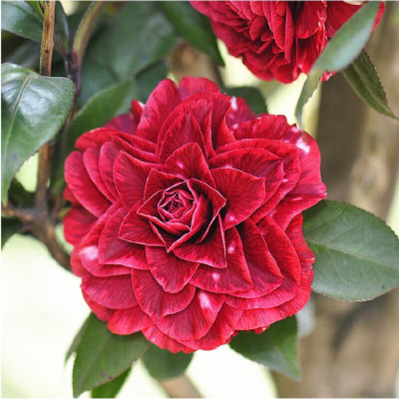 花卉历史价格查询软件哪个好用|花卉价格比较