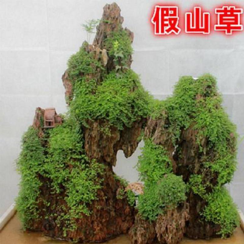 植物附石草吸水石上种的绿植不死草上水石奇花异草造景树 假山草1000