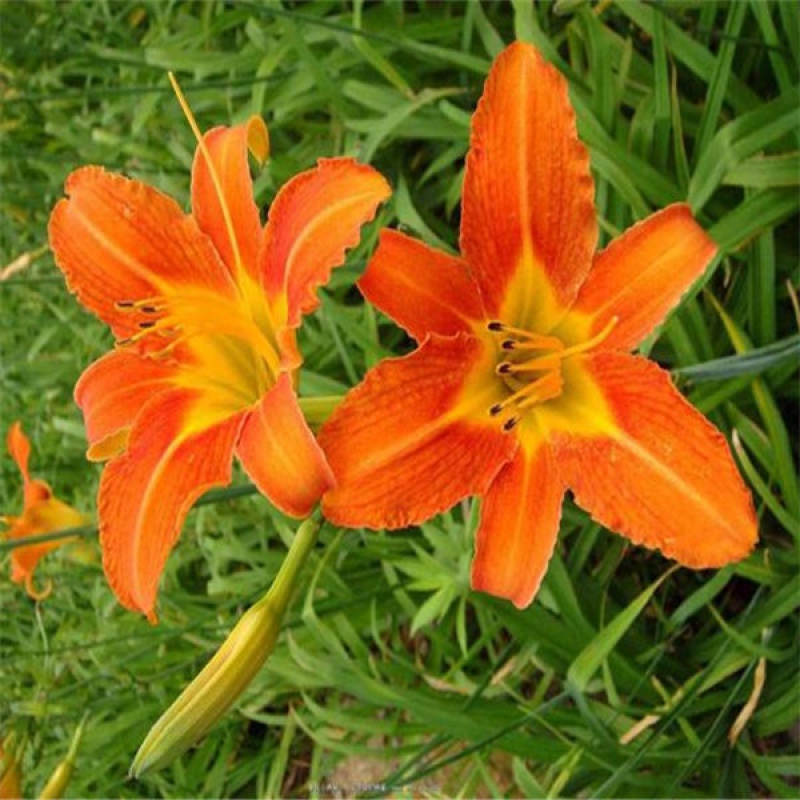 【现货现发】百合科香水萱草花忘忧草花四季开花土栽盆栽绿植客厅阳台