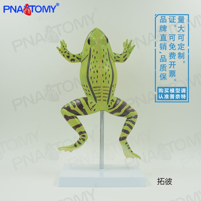 可拆开内脏仿真青蛙蛤蟆蟾蜍模型内脏器官结构解剖模型拼装医学生 物