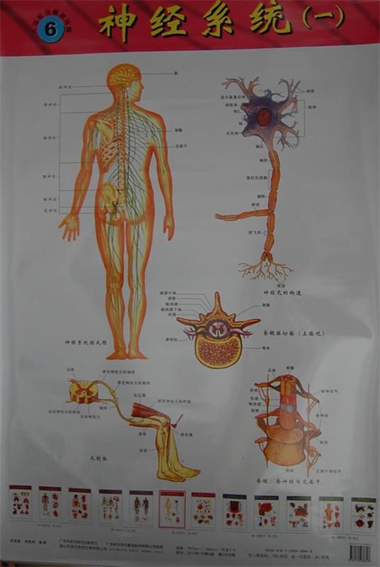 人体系统解剖挂图 贺振泉,杨锦森【正版书】