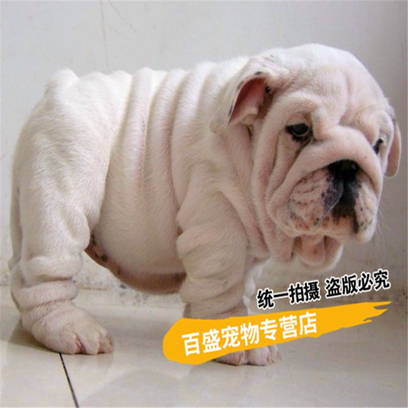 北京犬舍出售纯种英国斗牛犬 幼犬白色 黄白花色英牛活体宠物狗狗 s级