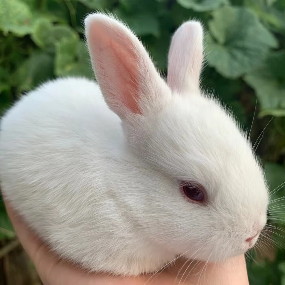 兔迷你长不大小型公主熊猫兔垂耳小白兔 一只单身兔 白色公主兔[家兔]