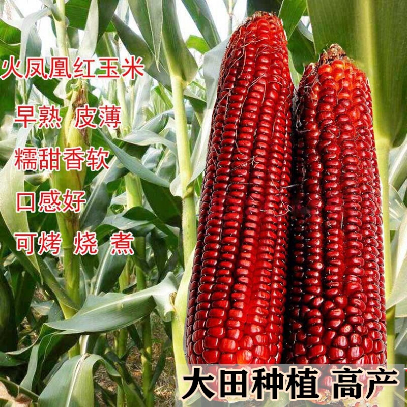 粘细腻香糯可口火凤凰玉米种籽早熟大棒头高产 火凤凰红玉米原装60克