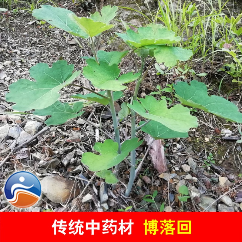 文静花坊  博落回种苗 传统镇痛中 号筒杆勃逻回菠萝筒泡桐杆大叶莲