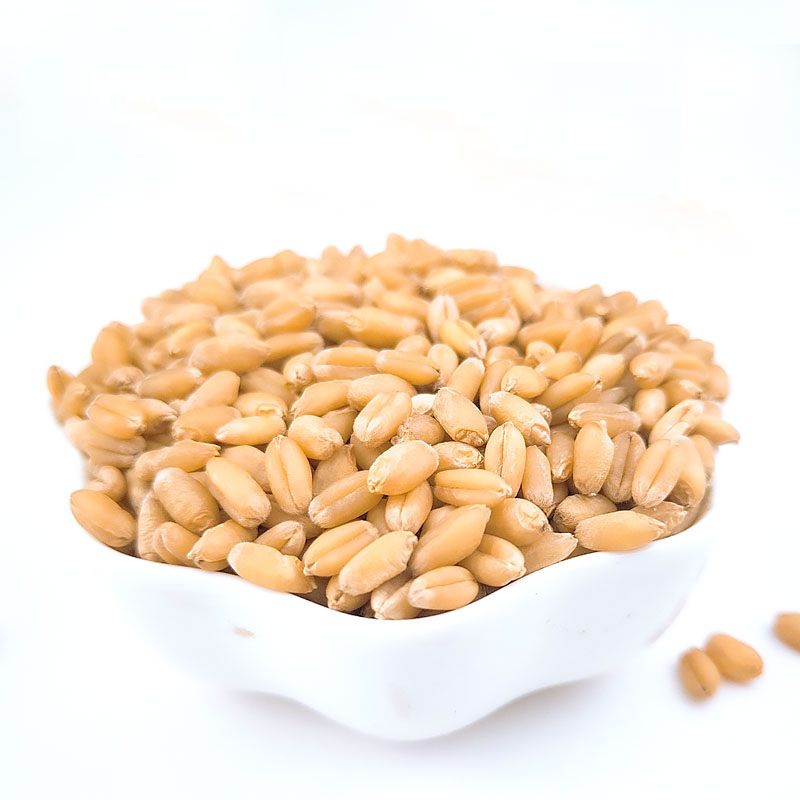 5斤装新麦子东北带皮小麦粒小麦草磨面  猫草鸽子粮食