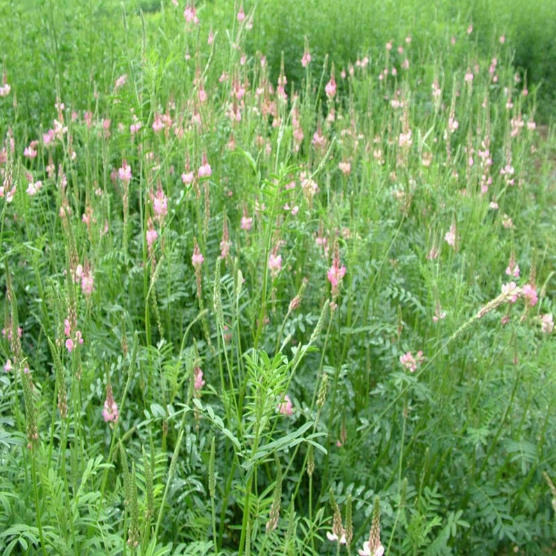 花琴 牧草种多年生红豆草观赏护坡营养高四季播易种花草种/红豆草1斤