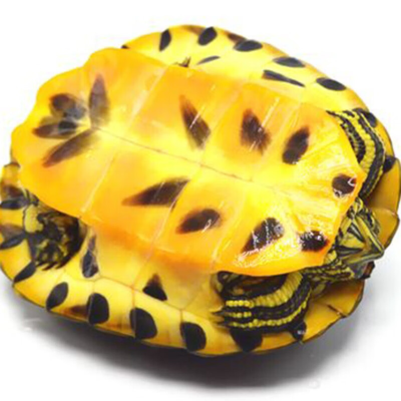 姬卉深水龟黄耳龟吃粪龟鱼缸混养侧劲龟冷水龟观赏懒人宠物小乌龟活物