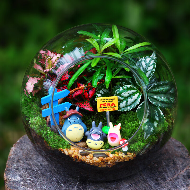 苔藓微景观生态瓶龙猫创意盆栽diy生日礼物绿植办公桌摆件小植物 龙猫