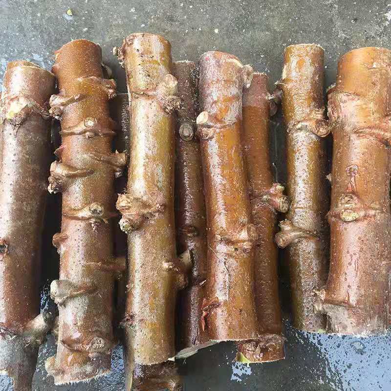 花姬  面包木薯苗广西新鲜木薯棍种树白心黄心南比种植高产 种15根黄