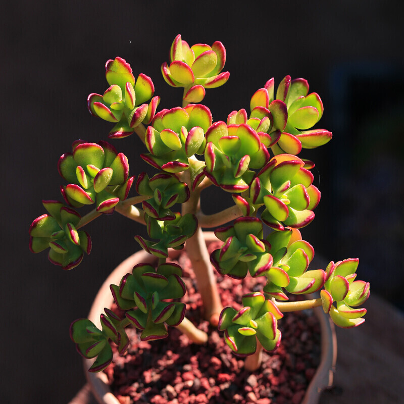 多肉植物老桩超大颗蒂亚特大号花卉好养组合盆栽 达摩宝珠[大株老桩群