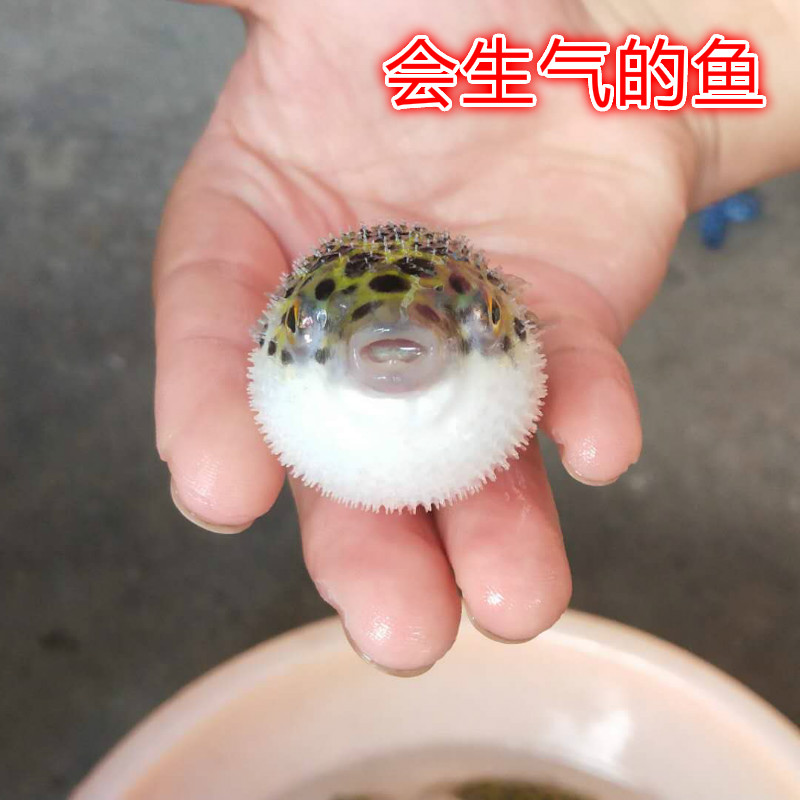 绿河豚鱼潜水艇鱼小型淡水热带观赏宠物活体狗头鱼好养巧克力娃娃
