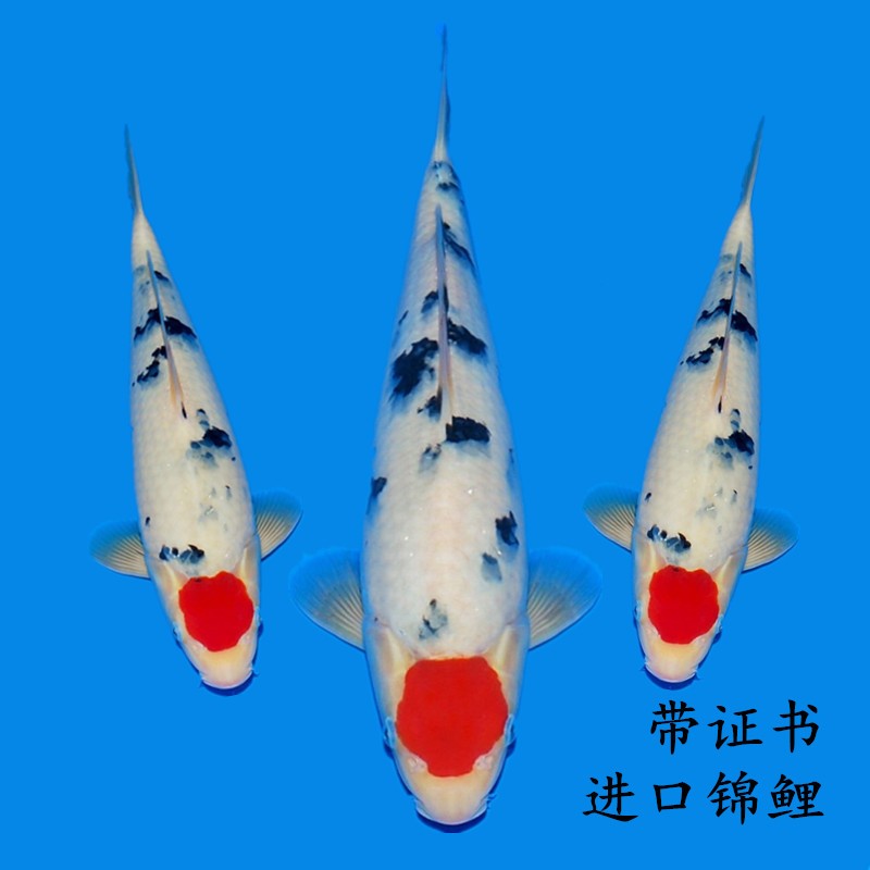 桃太郎观赏鱼精品面迫锦鲤鱼冷水鱼锦鲤 丹顶三色一条(进口带证书) 31