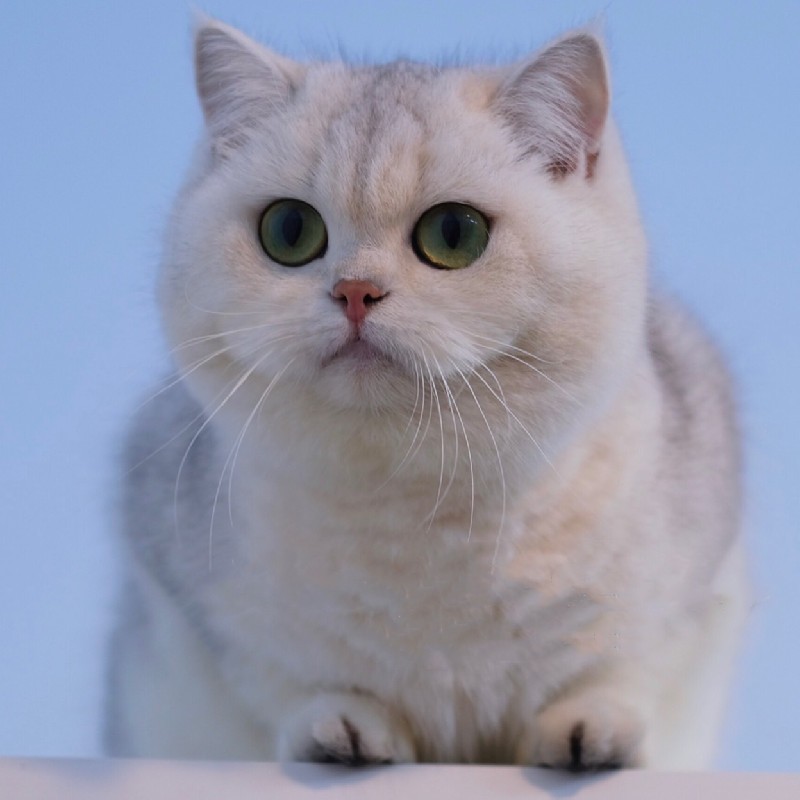 崽银渐层金渐层蓝白小猫咪活物活体幼猫折耳英国短毛猫小短腿篮猫便宜