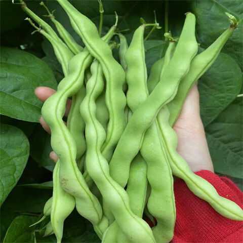 四季豆新鮮貴州農(nóng)家自種新鮮四季豆蕓豆棒豆花豆嫩豆時(shí)令蔬菜 1斤 新鮮四季豆 紙箱發(fā)貨
