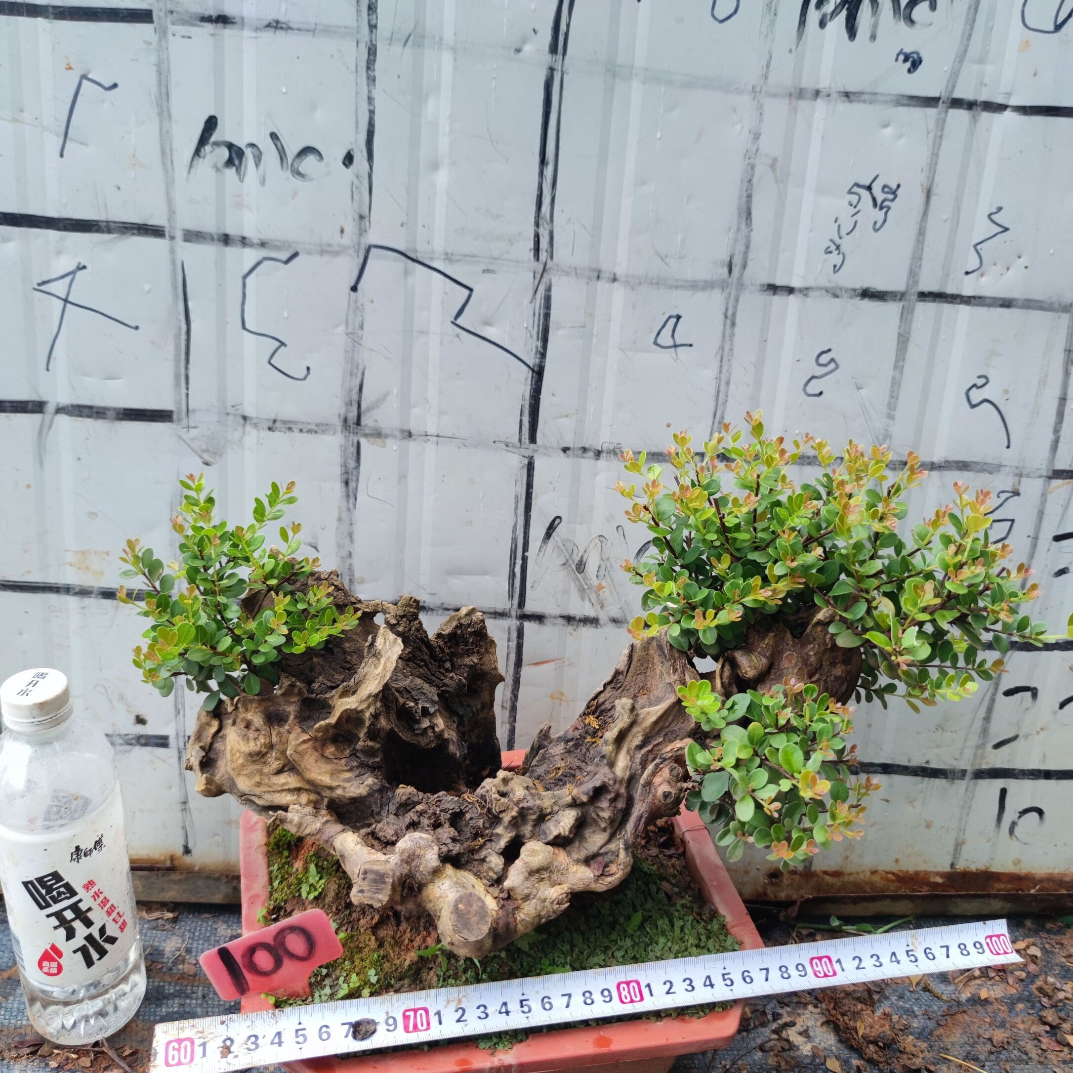 莎菈小叶赤楠盆景树桩山叶红芽山石榴小叶红芽花卉盆栽绿植野生赤楠 1
