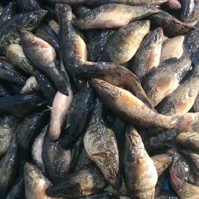 够印开河鱼苏北笋壳鱼老头鱼活鱼现杀速冻发货 老头鱼三斤10-15条/斤
