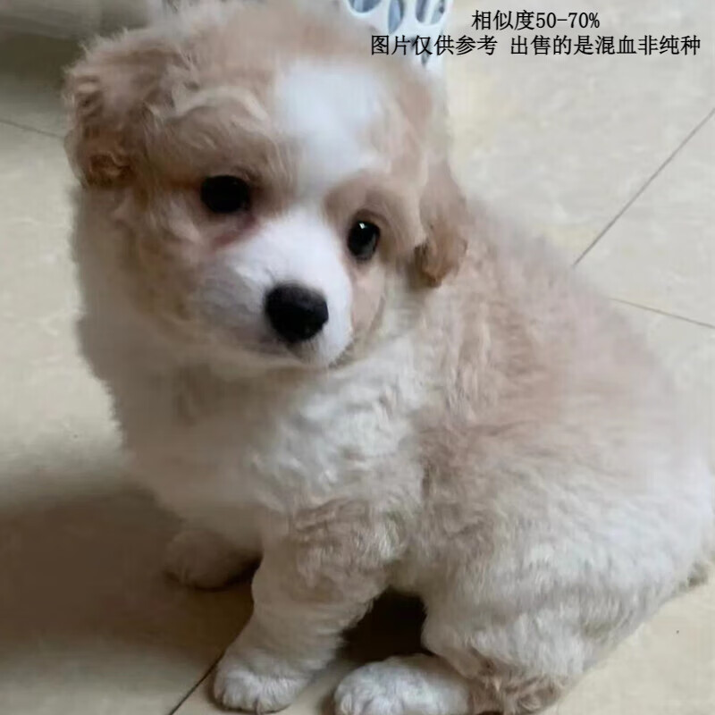 麦基乐混血中华田园犬泰迪犬泰迪狗幼犬家养宠物狗活体 田园级