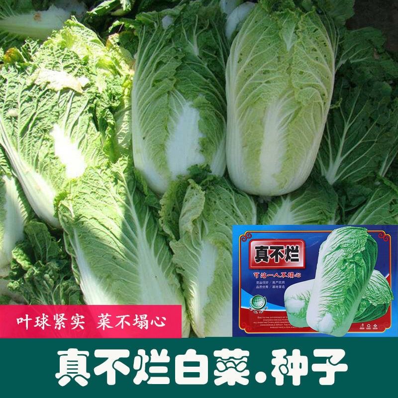 菜友真不烂白菜种子 农田菜园种可站一人不塌心白菜籽